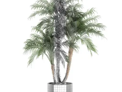 Decorative Phoenix roebelenii palm in a black flowerpot 620 3D model