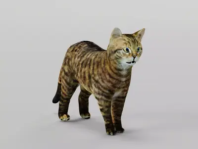 European Wildcat  Animal Low-poly 3D model
