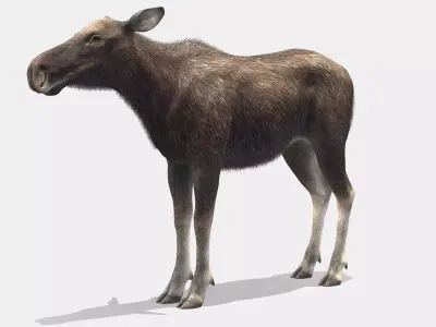 Moose - Cow Low-poly 3D model