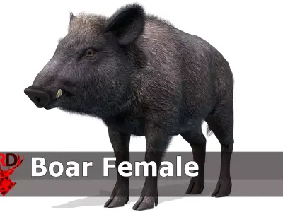 Wild Boar - Female Low-poly 3D model