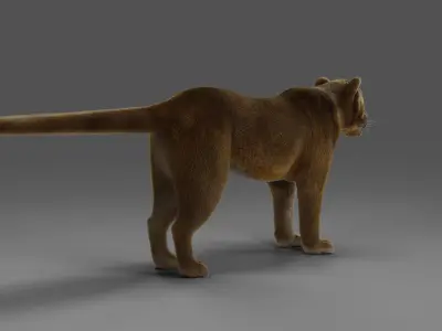Fur Lioness V02 NO Rigged in Blender Low-poly 3D model