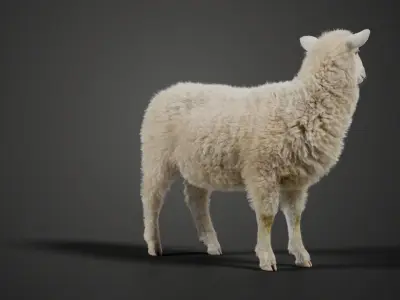 Young Sheep With 5 Animations  VFX Grace 3D model