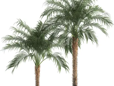 Decorative Phoenix roebelenii palm in a black flowerpot 617 3D model