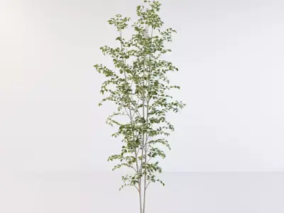 Fraxinus griffithii Tree 3 3D model