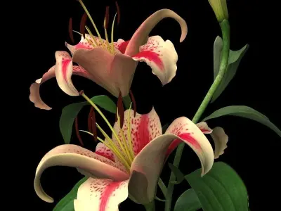 lily red spot 3D model