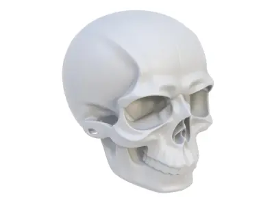 Decorative skull 3D model