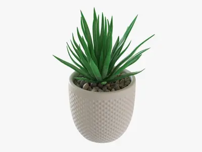 Decorative succulent potted plant 11 3D model