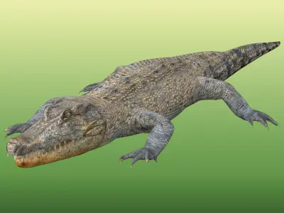 Crocodile Rigged Low-poly 3D model