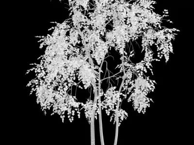 Birch Tree With White Leaves Low-poly 3D model