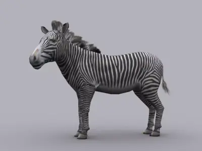 ZEBRA GAME READY ANIMATED MODEL Low-poly 3D model