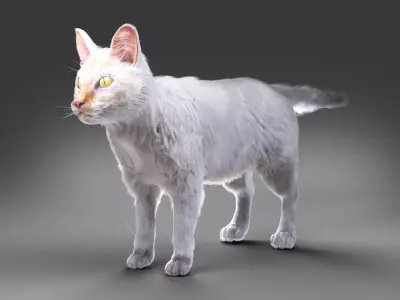 White fur cat No Rigged Low-poly 3D model