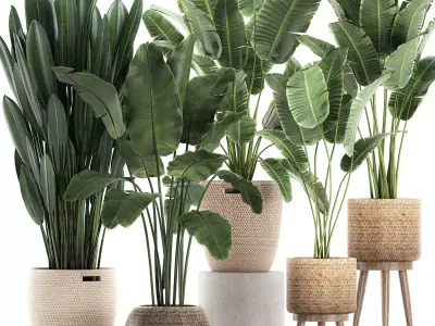 Decorative banana plants for the interior in baskets 615 3D model