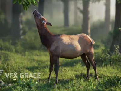 Female Canadian Deer Animation VFX Grace 3D model