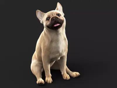 French BullDog  ANIMATED  XGEN-CORE  3D model