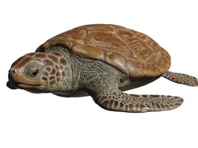 Green Turtle Low-poly 3D model purchase