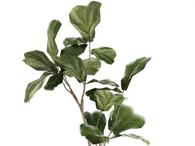 Beautiful Ficus lyrata tree in a flower pot for decoration 1247 3D model