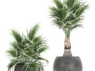 Decorative palm in a flowerpot 814 3D model