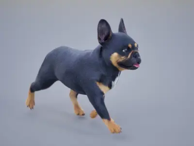 French Bulldog Animated UNREAL project  Maya base rig 3D model
