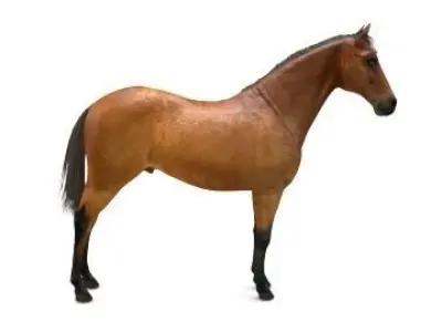 horse 3D model