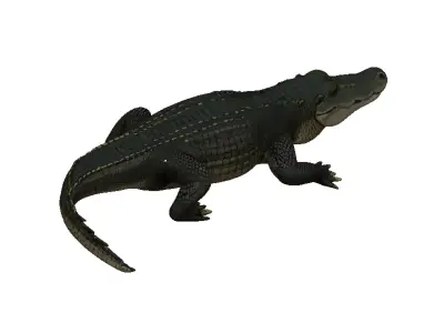 Alligator Low-poly 3D model purchase