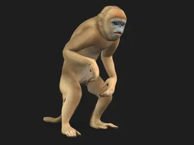 Monkey-A2 3D model