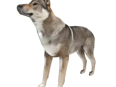 Eurasia Wolf Low-poly 3D model