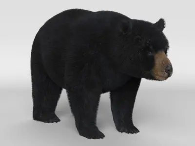 Black Bear Animated 3D model
