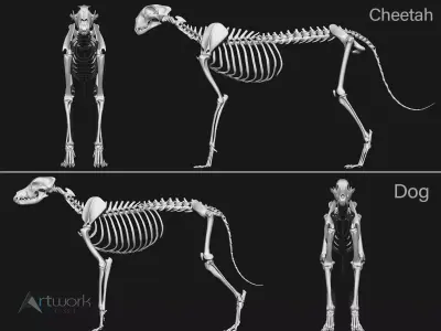 Dog and Cheetah skeleton 3D model