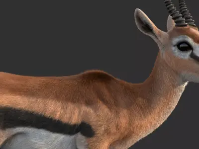 Gazelle 2 FUR Rigged 3D model