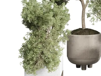 Collection indoor outdoor  plant tree vase dirty concrete 3D model