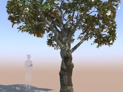 Ficus nitida decorative tree 3D model