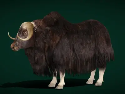 Musk Ox Animal Hoofed Mammal Low-poly 3D model