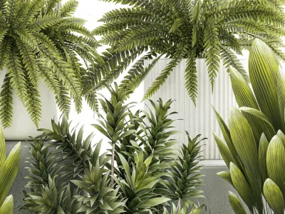 Set of beautiful fern and Dracaena plants in pots for interior  3D model