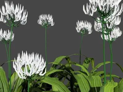 Flander Agapanthus Flowering Plants Low-poly 3D model