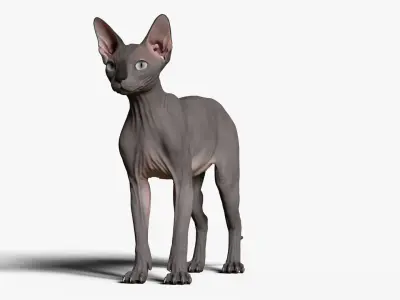 Sphynx Cat  3D model