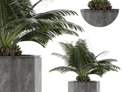 House Plant 28 3D model