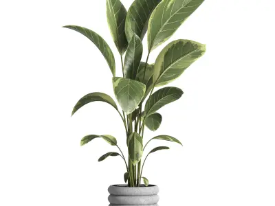 indoor plant 033 3D model