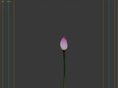  Lotus flower 3D model