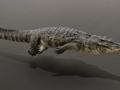 Crocodile Animated UNREAL project  Maya base rig 3D model