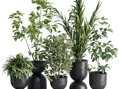 indoor plant set 338 ficus rubbery palm fern concrete vase Low-poly 3D model