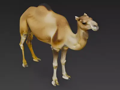 Camel 3d Model 3D model