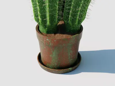 Potted Cactus Plant 3D model
