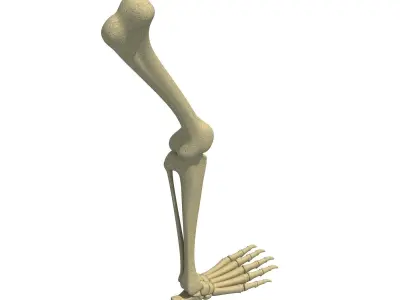 Animal Feet Leg Skeleton  3D model