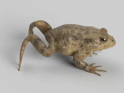 Animated Toad 3D model
