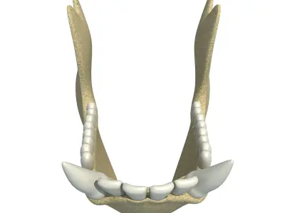 Gorilla Animal jaw  3D model