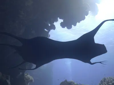 Alien Creature 3D model