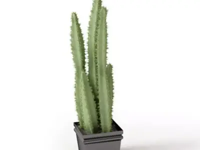 Decorative House Plant 3D model