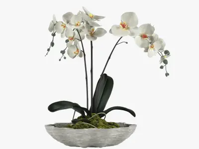 Pot Plant 24 3D model