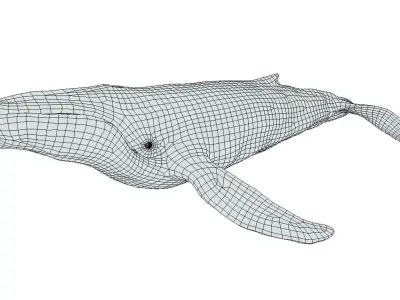 Humpback Whale Low-poly 3D model