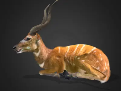 Sitatunga Antelope Realistic 3D model